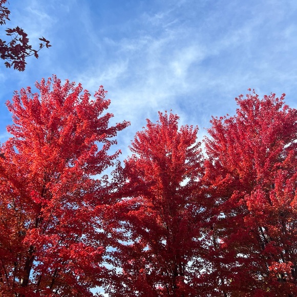 Welcome to my closet 🦜 - Picture 4 of 5
